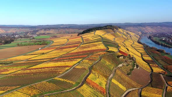 Vineyards in autumn at Moselle river, Rhineland Palatinate, Germany