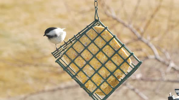 A black-capped chickadee eats corn and fat suet from a backyard feeder