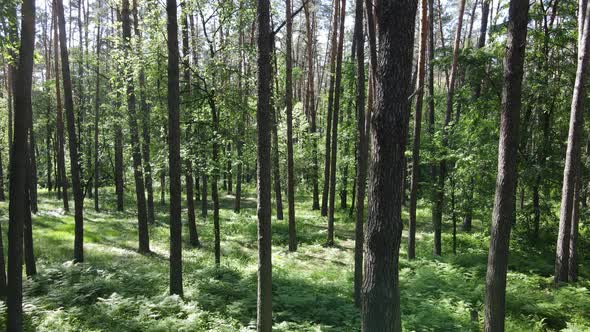 Beautiful Green Forest on a Summer Day Slow Motion