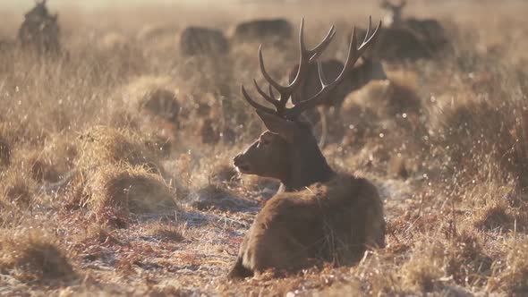 Red Deer stag sitting eating in the grass winter slow motion