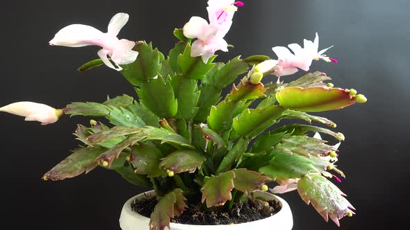 Schlumbergera truncata