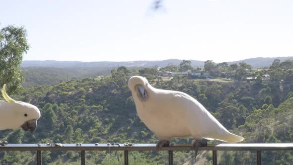 Sliding shot of cockatoos sitting and flying around balcony in South Australia