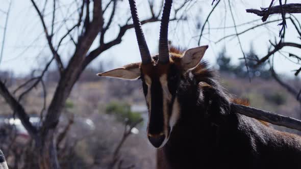 Gemsbok horns close up with zebras in background