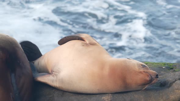 Young Seal Sleeping Sea Lion Calf Resting Rocky Ocean Beach