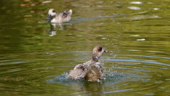 Duck In A Green Lake 5