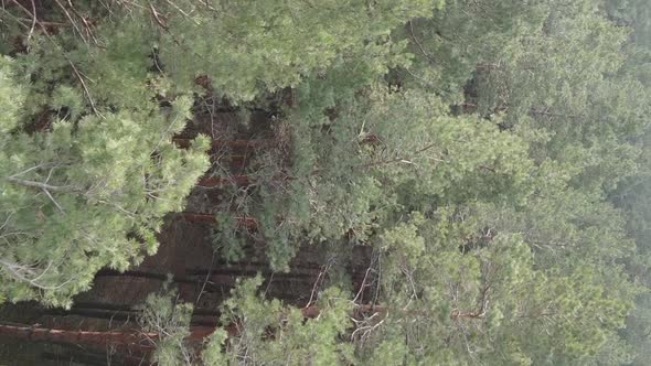 Vertical Video of Beautiful Forest Landscape