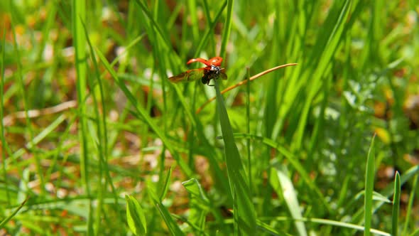 Ladybird Takes Off from Grass