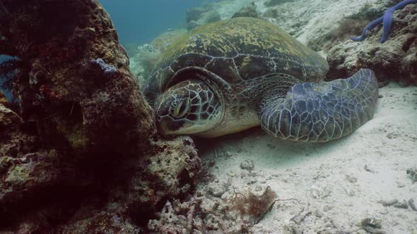 Green Sea Turtle Under Water in Philippines