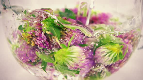 Brewing a tisanes from red clover in a transparent cup. Slow motion.