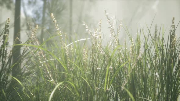 Grass Flower Field with Soft Sunlight for Background.