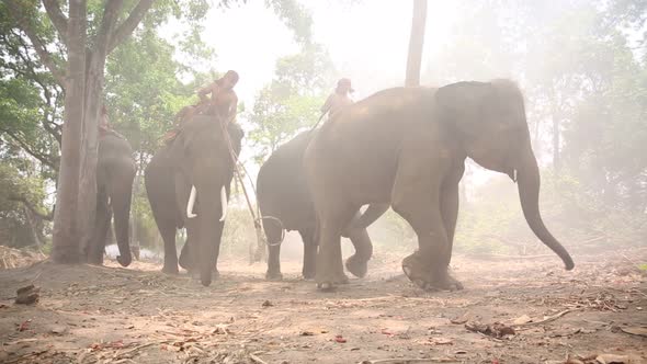 Mahout Catching Elephant In Forest 3