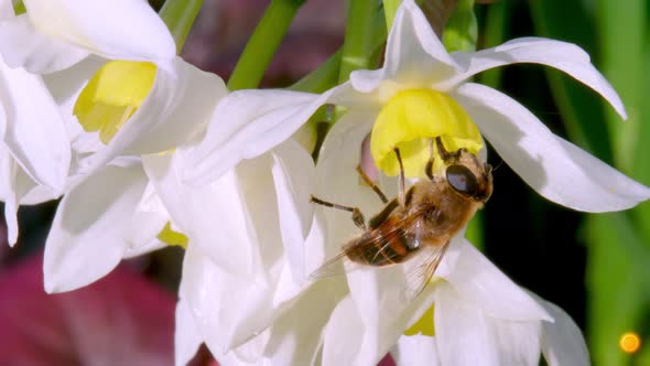Macro | Bee On A White Daffodil