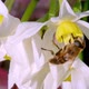 Macro | Bee On A White Daffodil - VideoHive Item for Sale