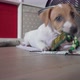 Small Jack Russell Terrier Puppy Playing - VideoHive Item for Sale