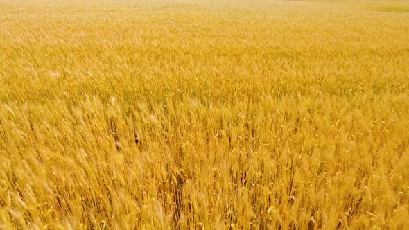 Aerial View of Golden Wheat Field