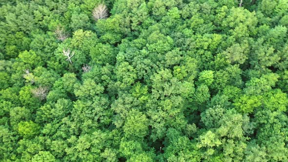 Beautiful drone video over a tropical rainforest