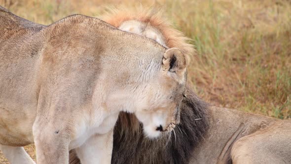 Wild Lions Pride in African Savannah Resting in the Morning Sunrise Rays