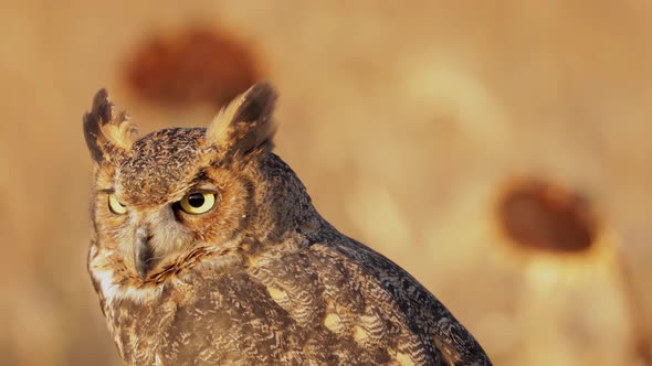 Portrait of a perched Great Horned Owl