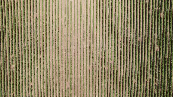 Top View of Green Country Field with Row Lines Agriculture Development