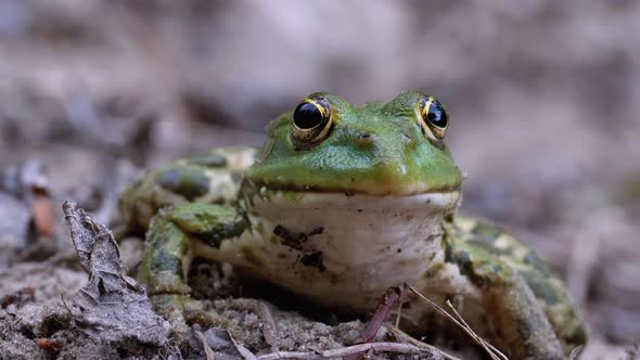 Portrait of Green Frog Funny Looks at Camera