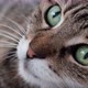 Beautiful Tabby Cat Lying Down And Playing - VideoHive Item for Sale