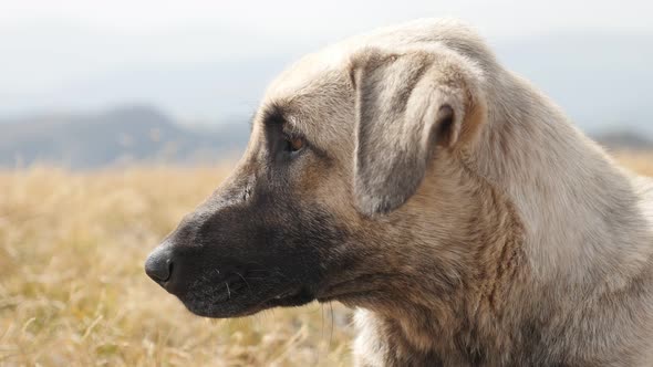 Smart look of Canis lupus familiaris animal 4K 2160p 30fps UltraHD footage - Close-up portrait  of d