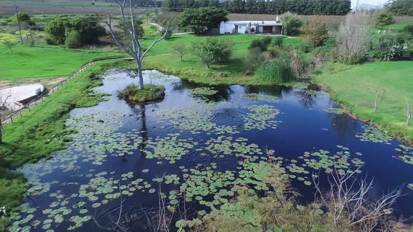 Aerial - flying over pond with lilies, ducks, and big dead tree