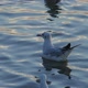 Flock Of Seagulls - VideoHive Item for Sale
