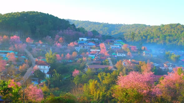 4K : Timelapse of a rural village with beautiful Wild Himalayan Cherry