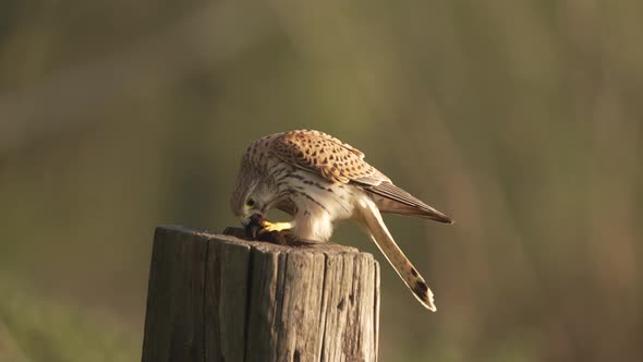 a Common Kestrel bird devouring a mouse prey with its sharp beak and claws