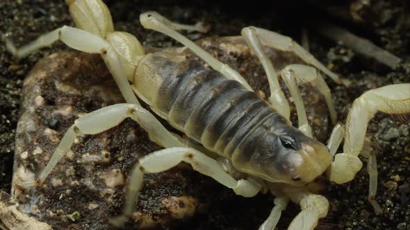 Macro shot of a Desert Hairy Scorpion crawling around.