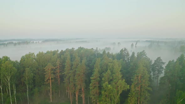 Flight Above Forest