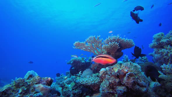 Tropical Coral Garden Marine Life