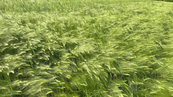 Green Barley Field Moving in the Wind for Natural Backgound