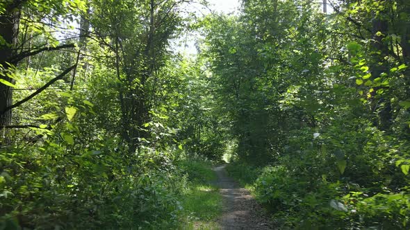 Daytime Forest Landscape in Summer