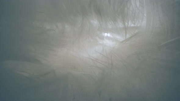 Inside the feathers of an animal close-up.