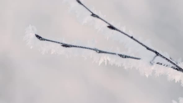 Closeup of Beautiful Tree Branch in Frost