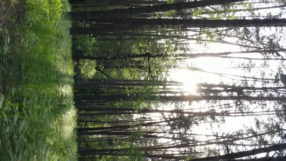 Vertical Video of a Forest with Pine Trees