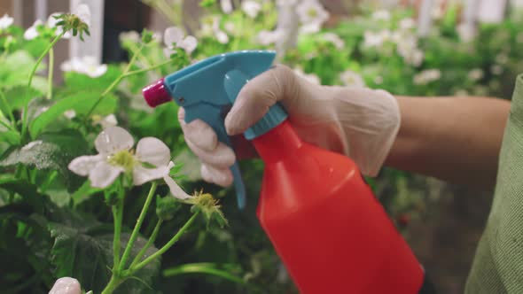 Using Liquid Fertilizer For Strawberry Flowers