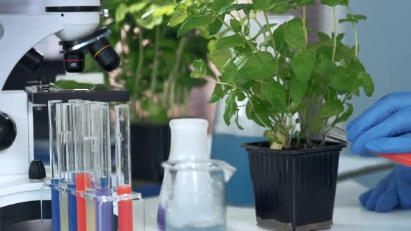 Closeup of Scientist Hands in Safety Glasses Adding Liquid to the Plant in Pot