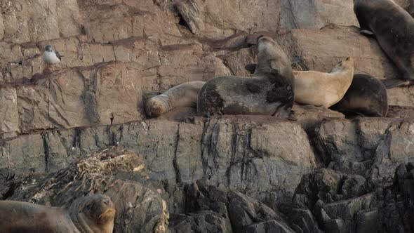 Adult fur seals snuggling on rocky island and sleeping on the rocks
