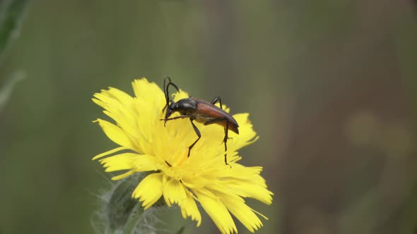 Stictoleptura Rubra Beetle On Flower