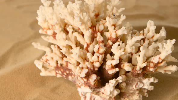 Coral on Sand, Rotation, Closeup