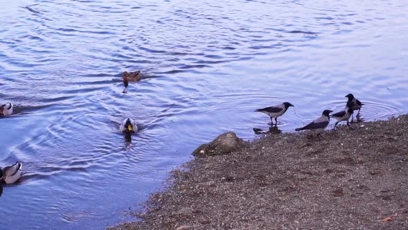 Hooded Crows Foraging Food On The Shore With Mallard Ducks Swimming On The Shallow Water Of River Ne