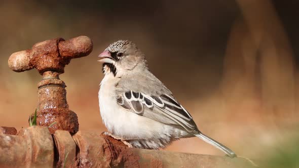 Scaly-Feathered Weaver Drinking From A Leaking Tap