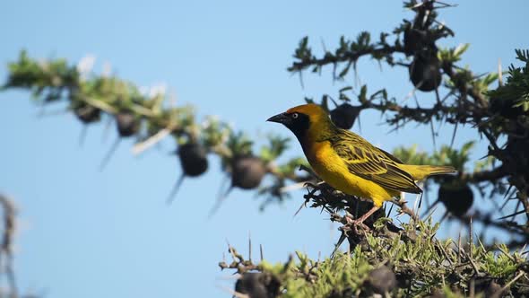 African Masked Weaver Standing On The Spiky Branches Of A Tree And Getting Ready To Fly Away In El K