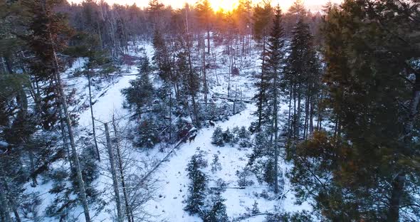 Aerial view of deers with sunset as the background