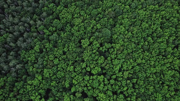 Flying Over Green Trees Forest