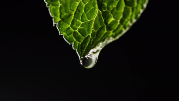 Mint Leaf Closeup