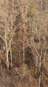 Vertical Video of an Autumn Forest During the Day